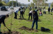 В Петербурге высадят 11 тысяч деревьев
